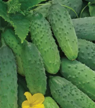 Огурец Малышок (15 шт.)