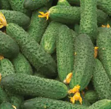 Огурец Моя Симпатия F1 (0,2 гр.)