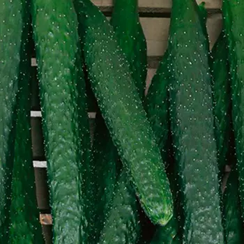 Огурец Шанхайский молодец F1 (5 шт.)