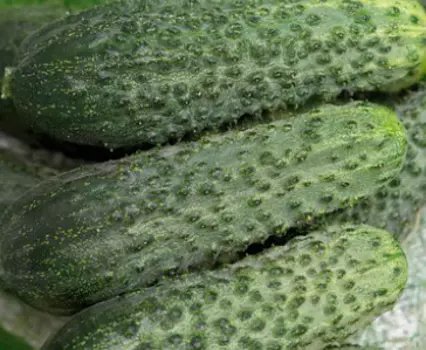 Огурец Щеголь F1 (12 шт.)