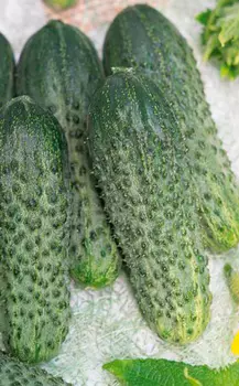 Огурец Щелкунчик F1 (12 шт.)