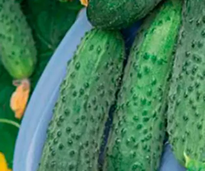 Огурец Шустрец Молодец F1 (12 шт.)