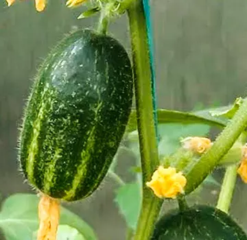 Огурец Смайлик F1 (12 шт.)