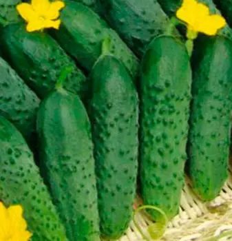 Огурец Светлячок (15 шт.)