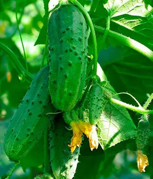 Огурец Верные друзья F1 (12 шт.)