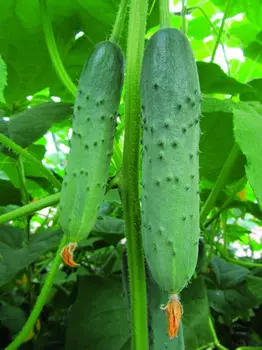 Огурец Весенний Каприз F1 (0,2 гр.)