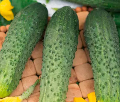 Огурец Вкус детства F1 (12 шт.)