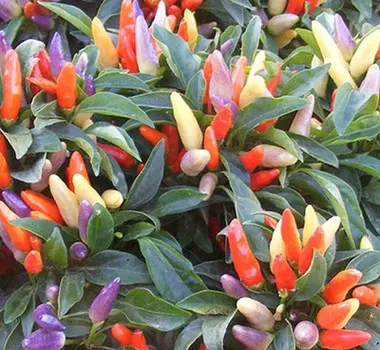 Перец декоративный Кроха (0,1 гр.)