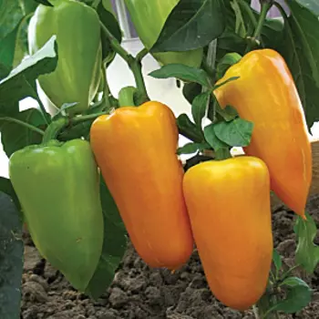 Перец Пигмалион F1 (сладкий) 0,1 гр.