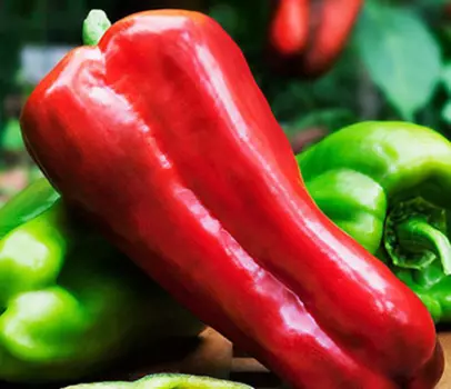 Перец сладкий Аллигатор (0,1 гр.)