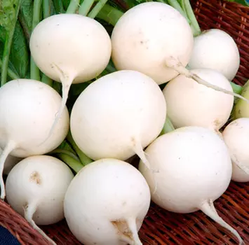 Редька Зимняя круглая белая (2 гр.)