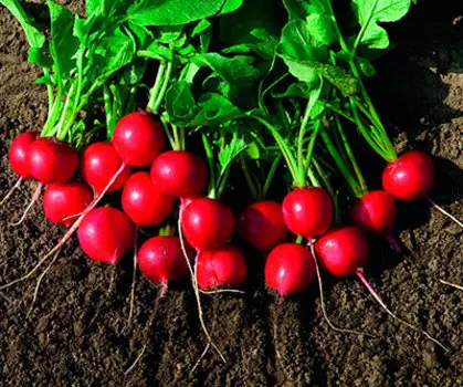 Редис Амур (3 гр.)