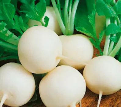 Редис Белый жемчуг (3 гр.)