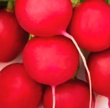 Редис Краса Алтая (3 гр.)