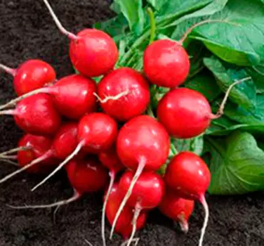 Редис Кварта (3 гр.)