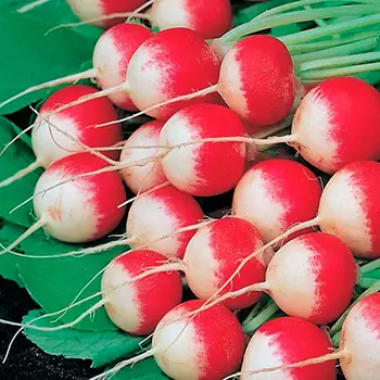 Редис Маяк (3 гр.)