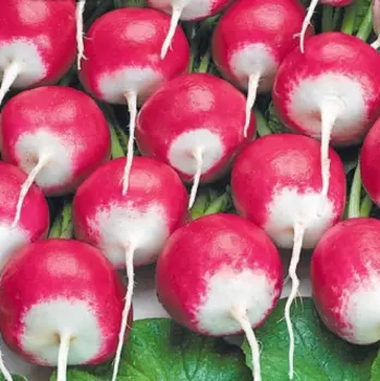 Редис Мажор F1 (2 гр.)