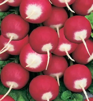 Редис Политез (2 гр.)