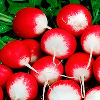 Редис Рекорд (3 гр.)