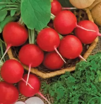 Редис Суперстар (1 гр.)