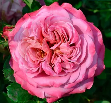 Роза Агнес Шиллигер (парковая)