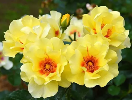 Роза Айконик Лимонад (парковая)