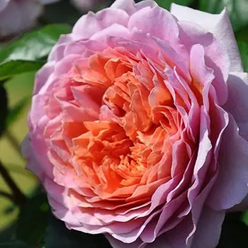 Роза Айсфогель (Тантау чайно-гибридная)