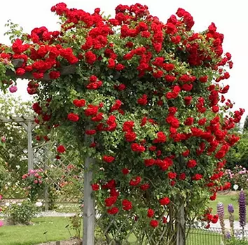 Роза Амадеус (плетистая)