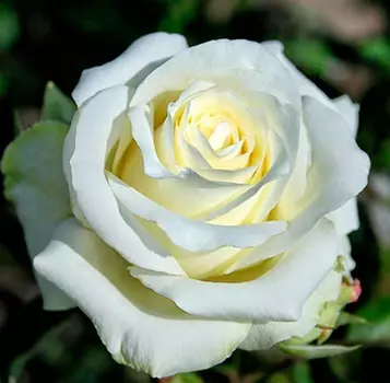 Роза Анастасия (чайно-гибридная)