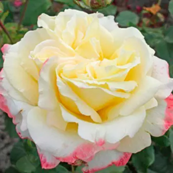 Роза Атена (чайно-гибридная)