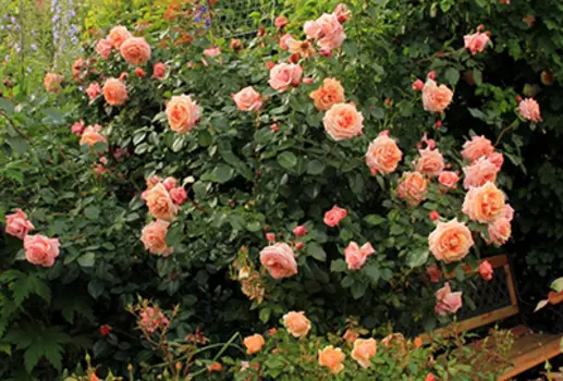 Роза Барок (плетистая)