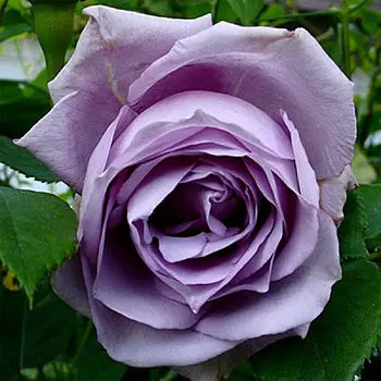 Роза Блю Мун (чайно-гибридная)