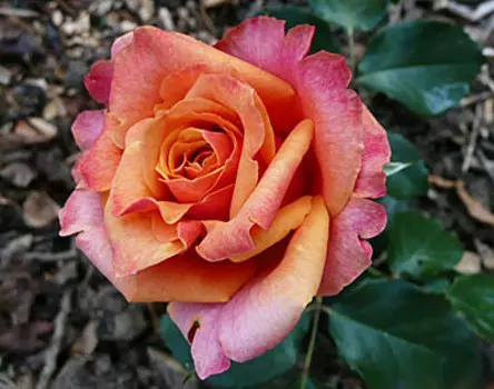 Роза Черри Бренди (чайно-гибридная)