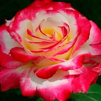 Роза Дабл Делайт (чайно-гибридная)