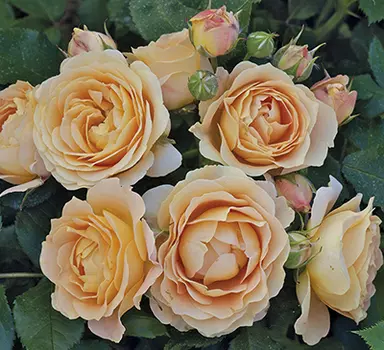 Роза Дольче Вита (флорибунда)