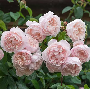 Роза Дженерос Гарденер (английская парковая)