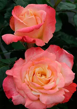 Роза Фиджи (чайно-гибридная)