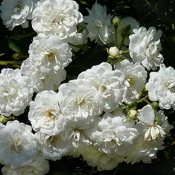 Роза Гирлянд де Амур (плетистая)