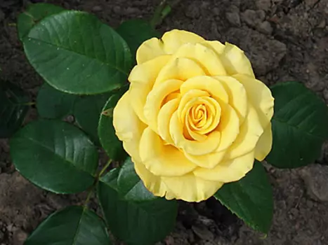 Роза Голден Медальон (чайно-гибридная)