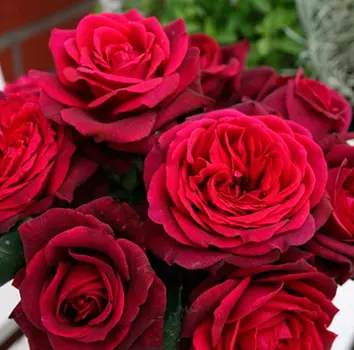 Роза Графиня Диана (Кордес чайно-гибридная)