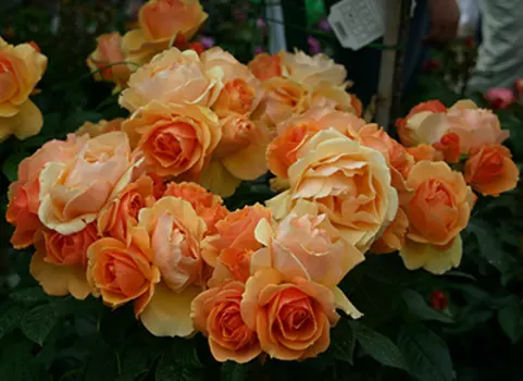 Роза Ханзештадт Росток (флорибунда)