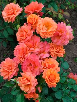 Роза Изи Даз Ит (харкнесс, флорибунда)