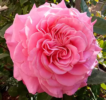 Роза Эшли (Тантау чайно-гибридная)