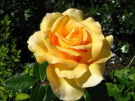 Роза Казанова (чайно-гибридная)