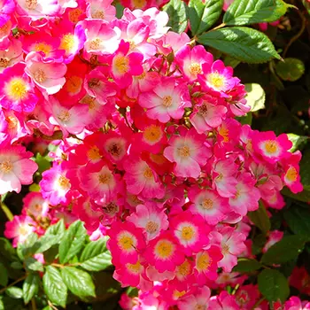 Роза Моцарт (мускусный гибрид)