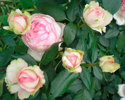 Роза Оноре де Бальзак (мейян, чайно-гибридная)