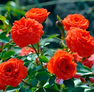 Роза Ориндж Бэбифлор (миниатюрная)