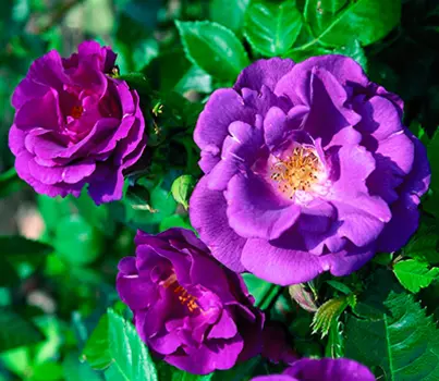 Роза Рапсоди ин Блю (парковая)