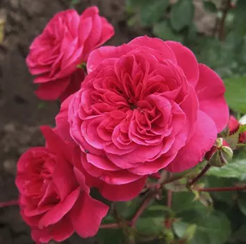 Роза Река Сава (флорибунда)