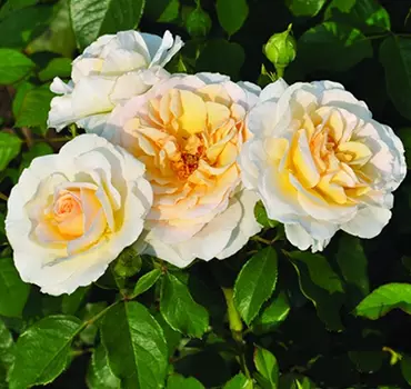 Роза Река Тиса (флорибунда)